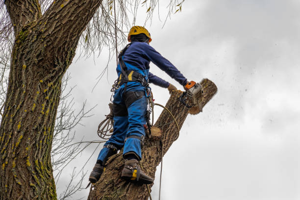 Best Seasonal Cleanup (Spring/Fall)  in USA